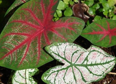 ��� ��������� ��������: ������� �������� ������� � ����� �� ���������