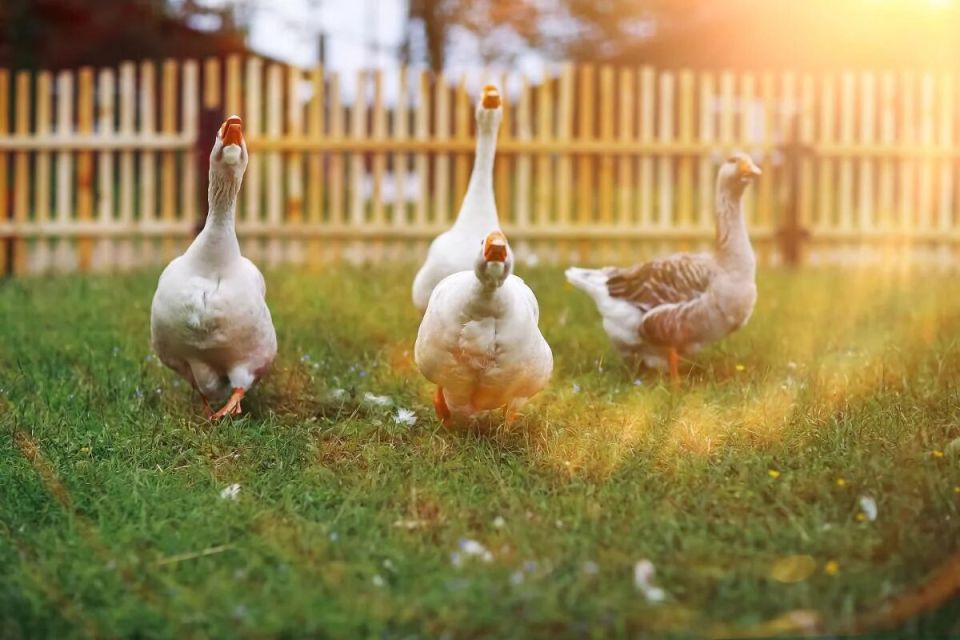 ��� ������ ������� ����� � ��� ��������� �� ������� ��� �������� ������ ����