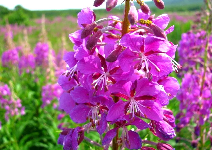 Иван-чай: в чем секрет целебной силы кипрея узколистного?