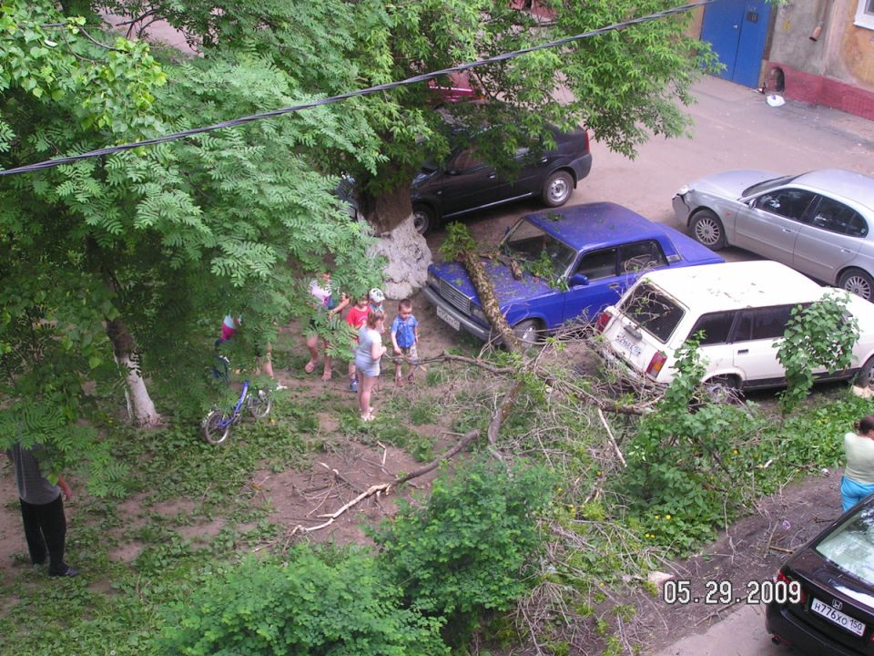 Как отличить опасный клён: новый закон против инвазивных растений