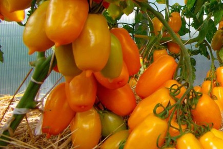 ����� �������� ������: ��������� ����� ��� �����������