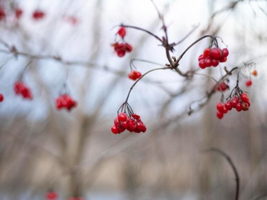 ������ � ����: �������� �� �������� � �������� ��������