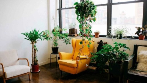 Как вырастить чудеса: топ-10 комнатных растений из семян