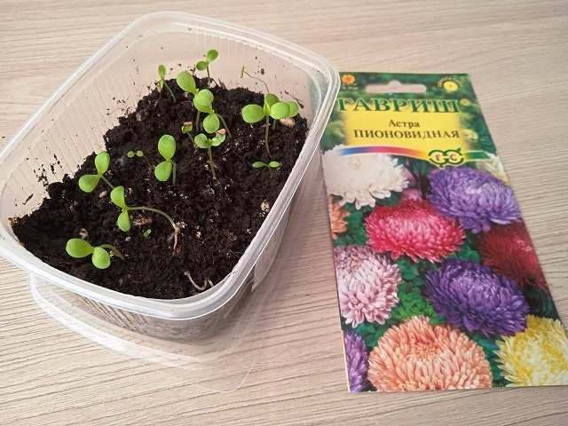 Выращивание однолетних астров: секреты успешного посева рассады