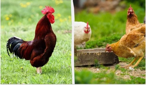 ������ ����� ������� ������ � ��������: ��� ������ �������