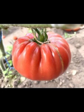 ����� ������� �����: ����������� � ������� ��������� �����������