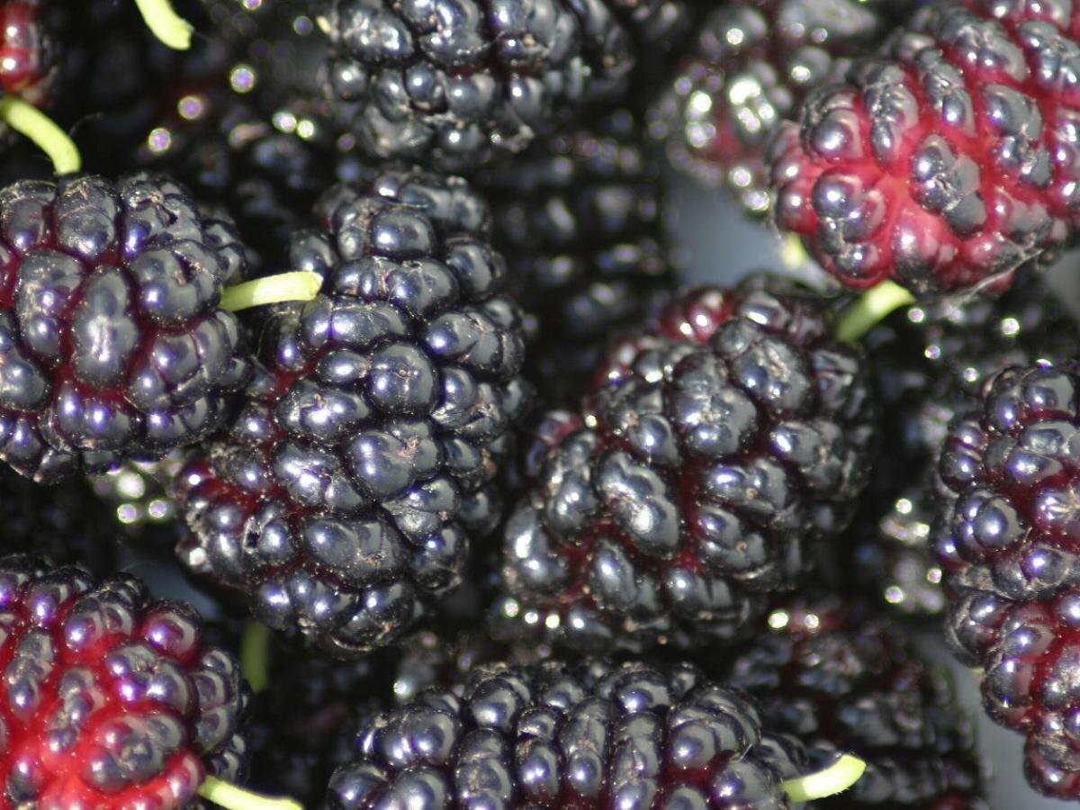 Шелковица: как сохранить ягодное чудо в условиях морозов