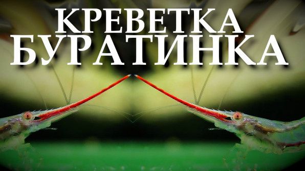 Красноносая креветка Пиноккио