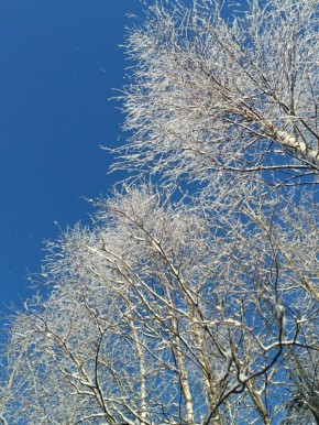 «Сахарная пудра» на карельских березках