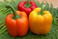 Сладкий перец для вашего участка: топ лучших сортов с высоким урожаем