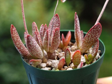 ���������� ������������: 5 ���������� ������ ��� ����� ���������