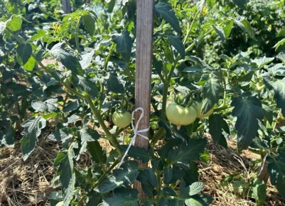 ��� ��� �������� ��������� ��������� ��������: ������� ��� �����������