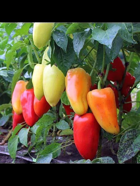 Перец Атилиус: ранний гибрид, который покорит своим вкусом