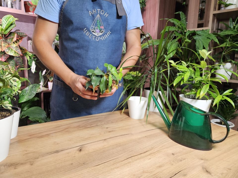 ��� ���������� ���������� ������� � ������� ���������