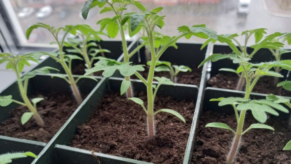 Эффективное выращивание томатов в маленьких горшках: мифы раскрыты