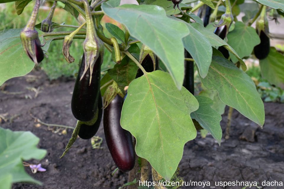 ��� ��������� �������� ���������: ������� �������� ������