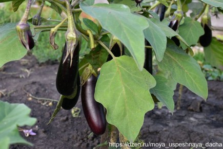 ��� ��������� �������� ���������: ������� �������� ������