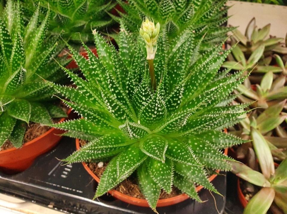 ����� ������� �� ������ ��������: ��� ������� �������� ����������� � ��������