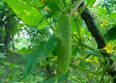 Лучшие гибриды огурцов для щедрого урожая этого сезона