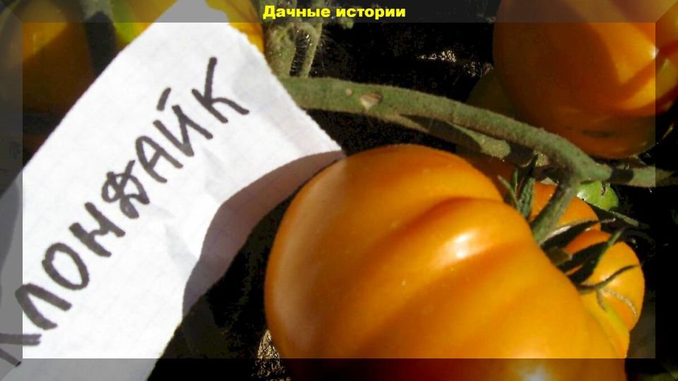 ������ ������: ��� ���� ����� ����� ������� ��� ���� ��������