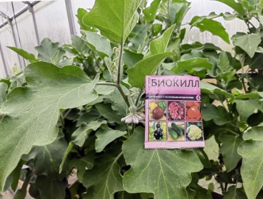 ������������� "��������": ���� ������ � ����������� � �������