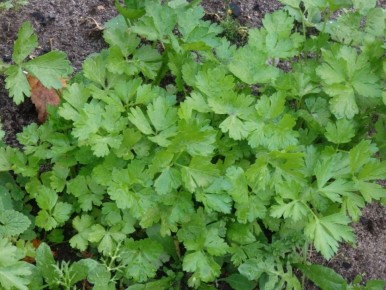 ��������� �������: ��� ����� ����� ���������� ����� �������