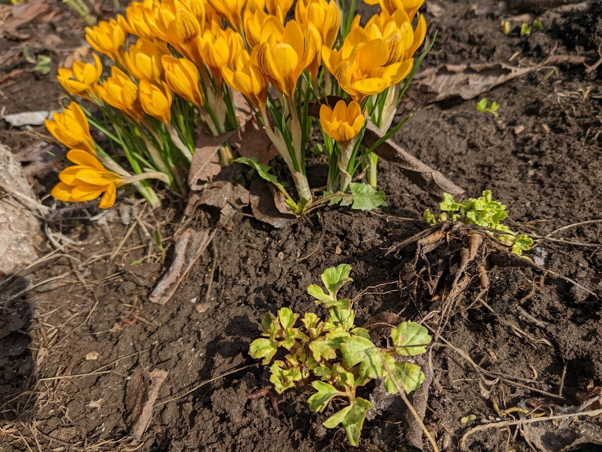 Как избежать ошибок при посадке ранункулюсов в этом сезоне