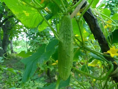 � �������� ���������� ������