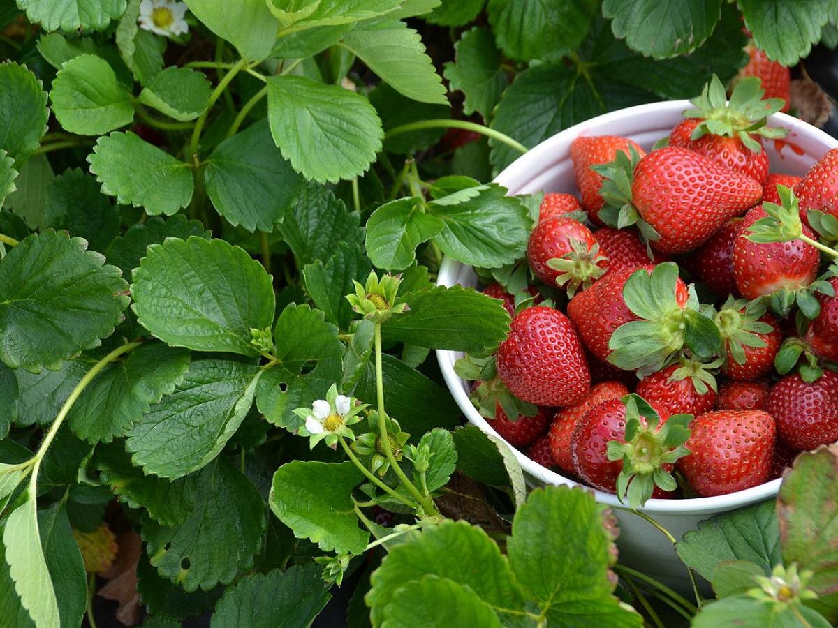 Как вырастить ведро клубники с одной грядки: маленький секрет дачников