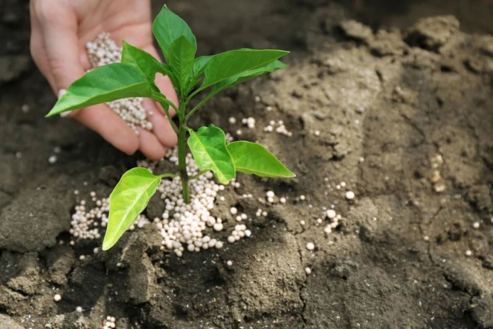 ��� ������ ������ �� ������: ���������� � ������� ��������