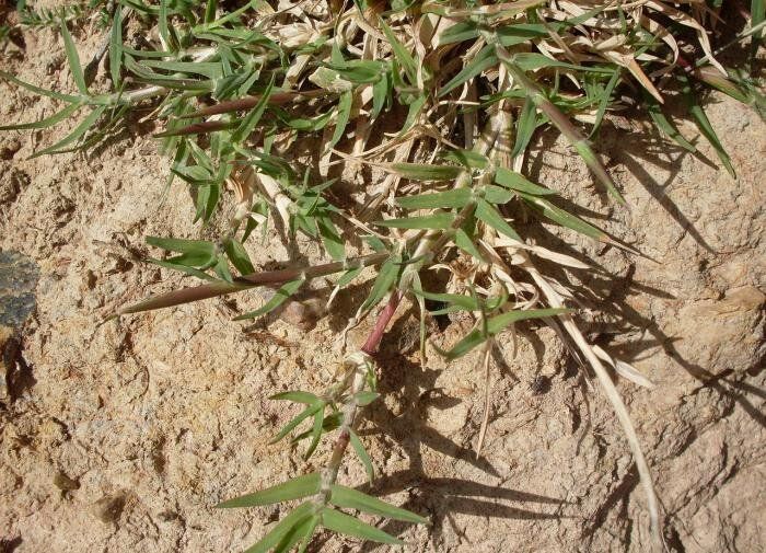 ������ � ���������: ������� � ����������� ������ ��� ������ ����