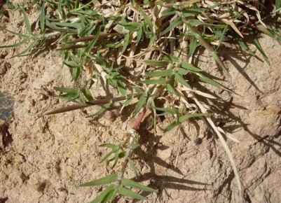 ������ � ���������: ������� � ����������� ������ ��� ������ ����