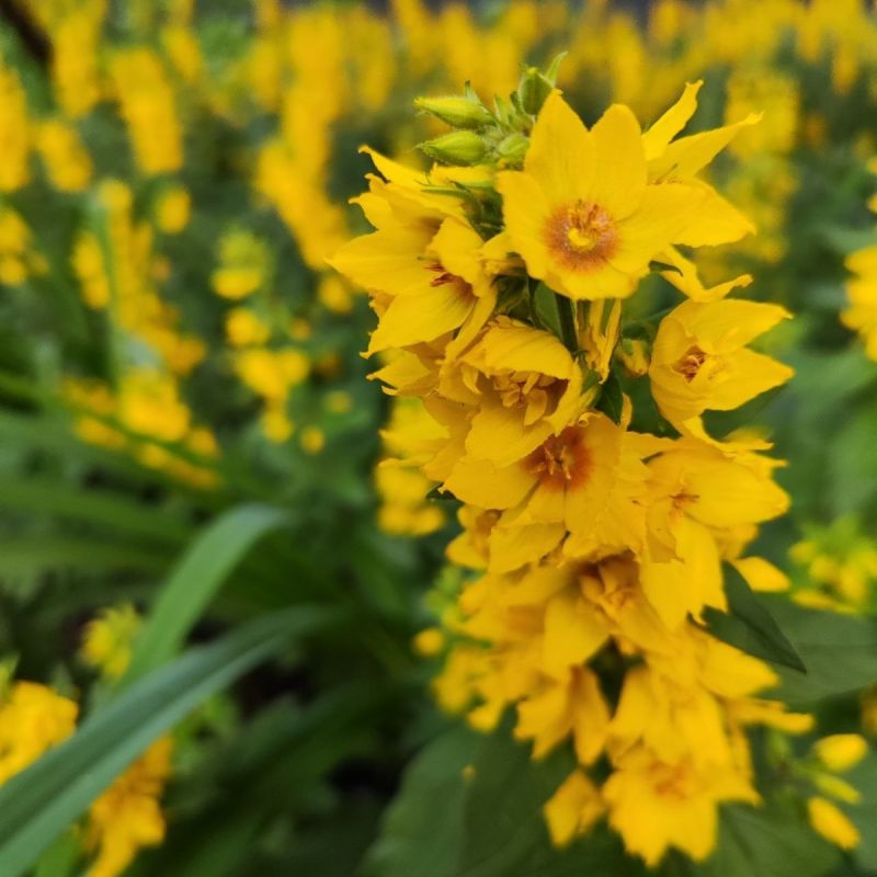 ��������� � ����: ��� ���������� ������������ ��������� � ��������� �������