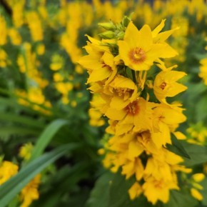 ��������� � ����: ��� ���������� ������������ ��������� � ��������� �������