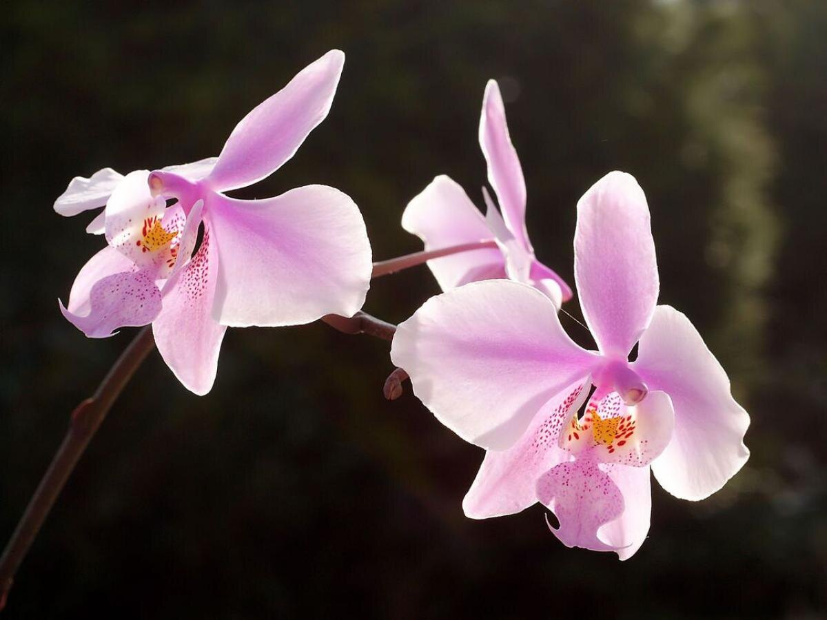 Как луковая вода помогает орхидеям цвести круглый год