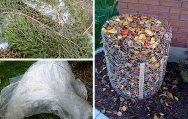 Зимняя защита растений: как подготовить сад к холодам