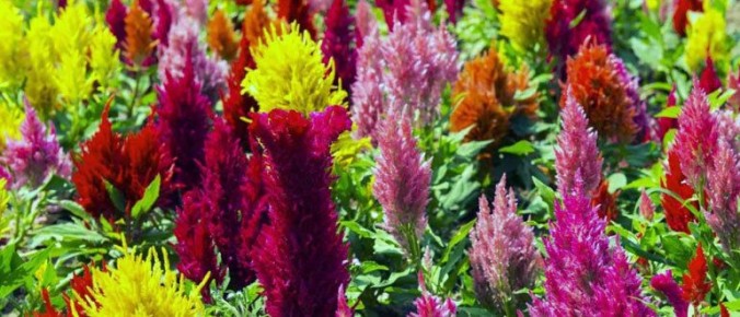 �������: ����� ������ ��� ������ ����