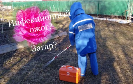 Как распознать проблемы с розами: инфекционный ожог или загар?