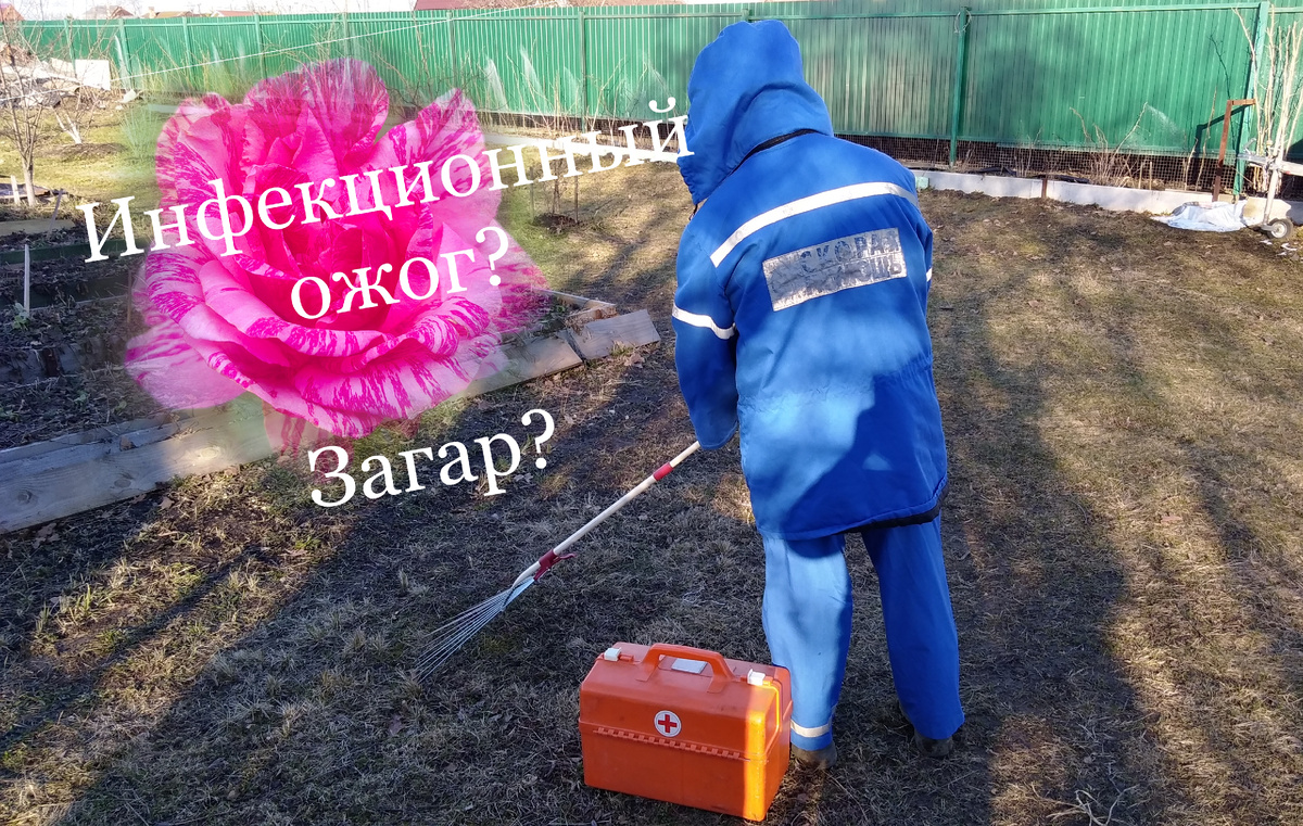 Как распознать проблемы с розами: инфекционный ожог или загар?