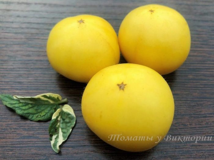 Как вырастить томаты Фантазия: секреты получения богатого урожая