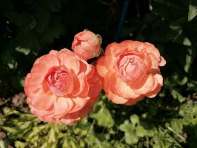 Читатели покорили ранункулюсы: сюрпризы от садоводов-любителей