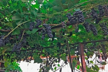 Виноград Вэлиант: особенности сорта и секреты успешного выращивания