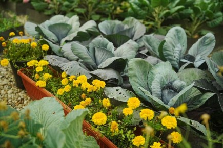 Травяные подкормки: секреты здорового урожая