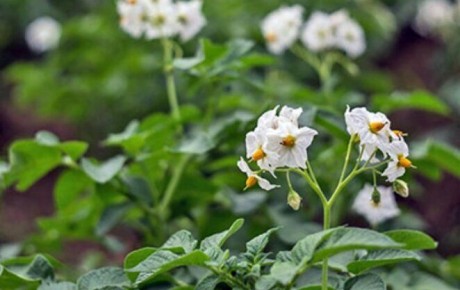 Как удобрения влияют на размер и вкус картошки: основные моменты