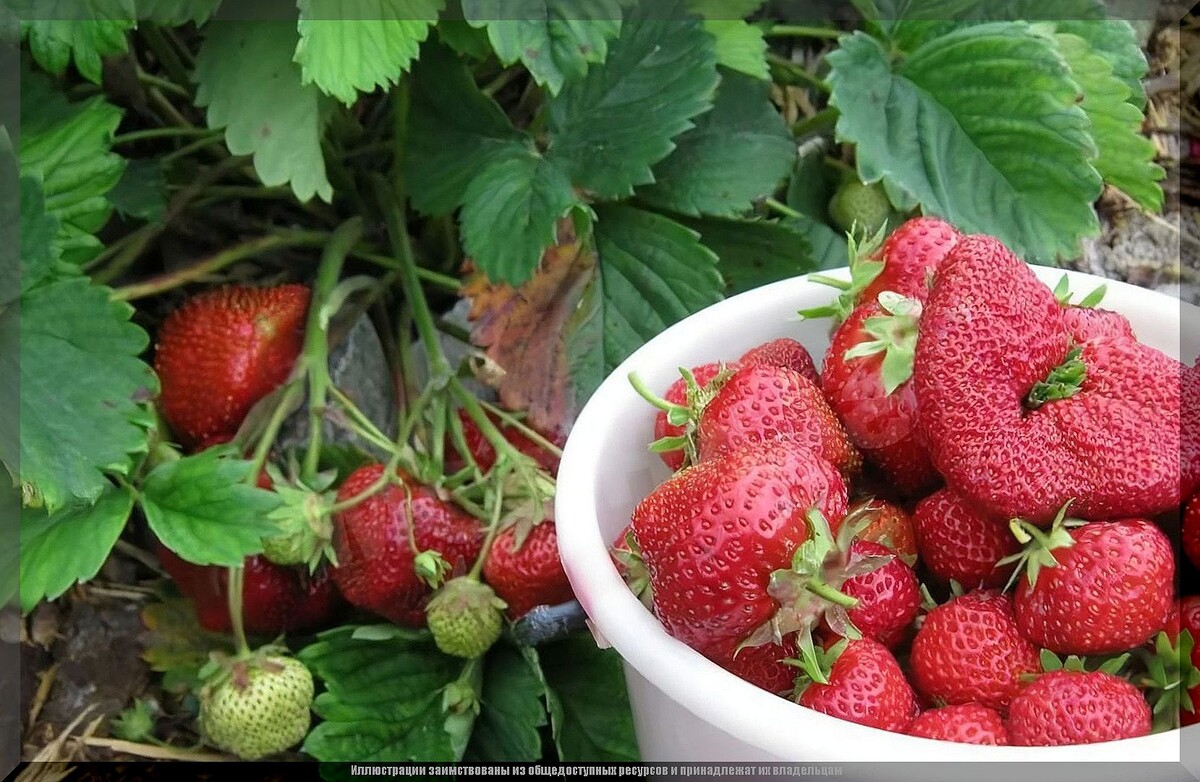 Как избежать распространенных проблем с клубникой и собрать сладкий урожай