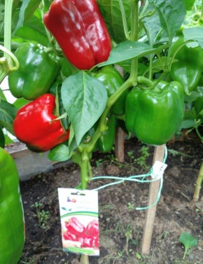 ������� ���������� �����: ������ �� ������ � ��� ������