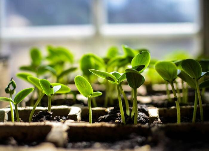 Что стоит знать о рассадах огурцов: советы для садоводов