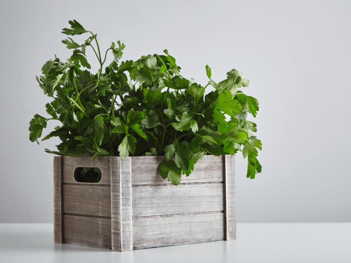 Как вырастить ароматную петрушку в домашних условиях за считанные недели