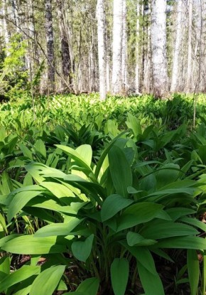 Черемша: Секреты диких луков и их кулинарные возможности