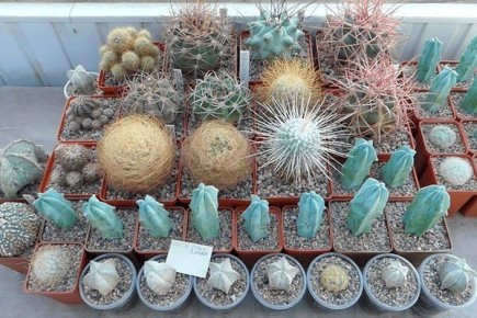 Оптимальная температура для кактусов: как защитить растения от морозов и перегрева